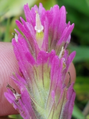 Castilleja lassenensis