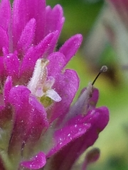 Castilleja lassenensis