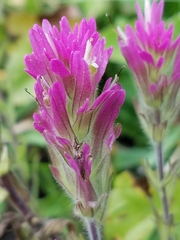 Castilleja lassenensis
