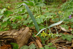 Gagea lutea