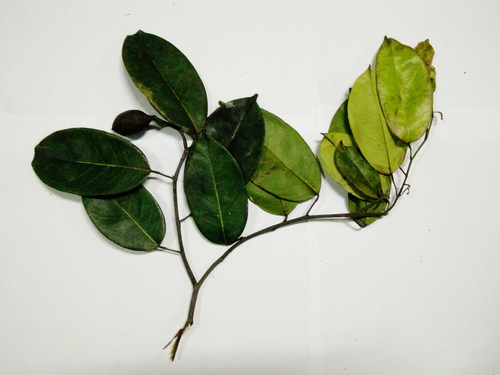 Lepidobotryaceae image