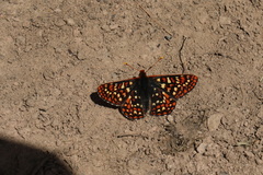 Euphydryas editha