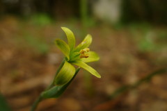 Gagea lutea