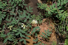 Acaciella angustissima texensis