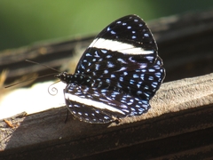 Hamadryas laodamia saurites