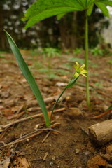 Gagea lutea