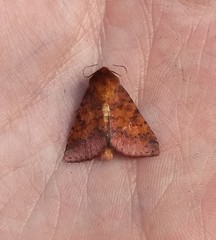 Pyrrhia aurantiago