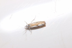Catoptria latiradiellus