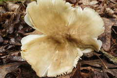 Megacollybia