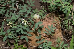 Acaciella angustissima texensis