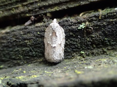 Acleris placidana