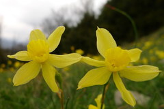 Narcissus assoanus