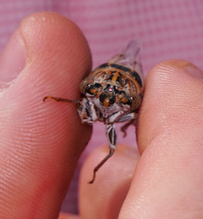 Diceroprocta eugraphica