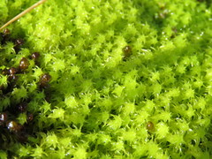Diobelonella palustris