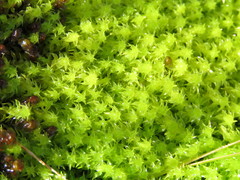 Diobelonella palustris