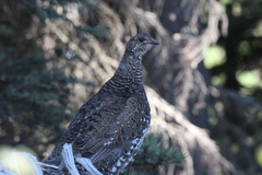 Dendragapus fuliginosus