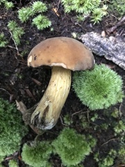 Boletus vermiculosus