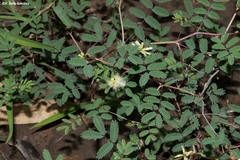 Acaciella angustissima texensis