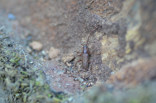 Meganoplium imbelle