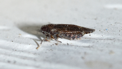 Opsiplanon luella
