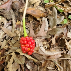 Arisaema dracontium
