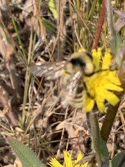 Bombus appositus
