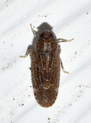 Opsiplanon luella
