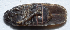 Opsiplanon luella