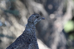 Dendragapus fuliginosus