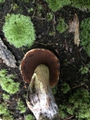 Boletus vermiculosus