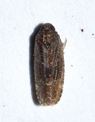 Opsiplanon luella