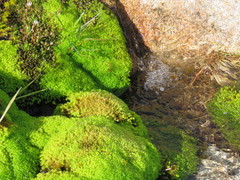 Diobelonella palustris