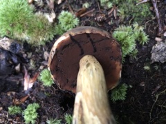Boletus vermiculosus