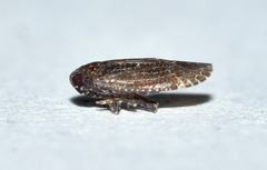 Opsiplanon luella