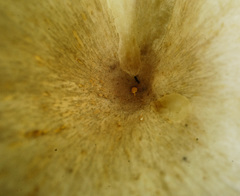 Chrysomphalina strombodes image
