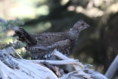 Dendragapus fuliginosus