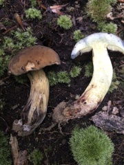 Boletus vermiculosus