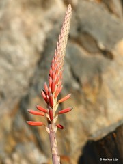 Aloe microstigma