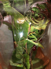 Mantis religiosa