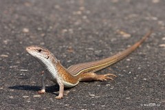 Gerrhosaurus nigrolineatus