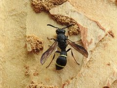 Symmorphus allobrogus