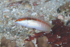 Coris dorsomacula
