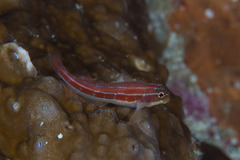 Helcogramma striata