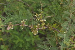 Metastelma schlechtendalii