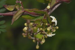 Metastelma schlechtendalii