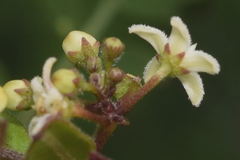 Metastelma schlechtendalii