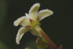 Metastelma schlechtendalii