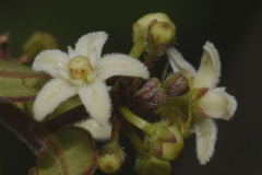 Metastelma schlechtendalii
