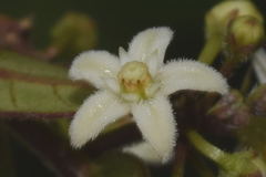 Metastelma schlechtendalii