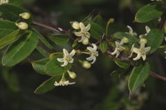 Metastelma schlechtendalii
